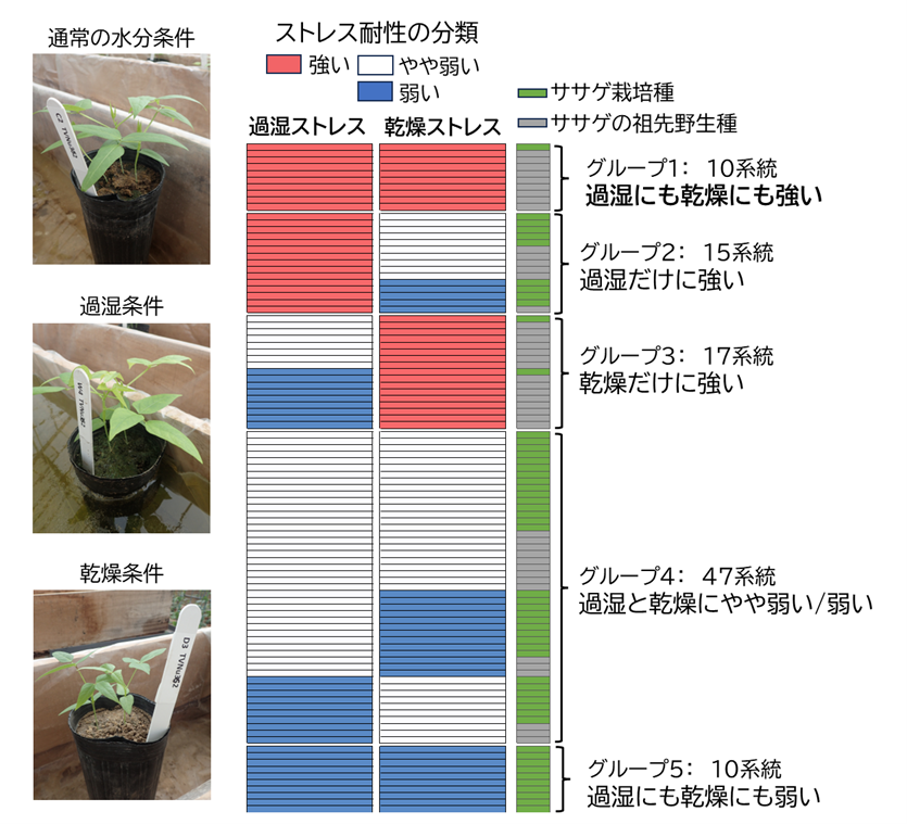 乾燥と過湿に同時耐性を持つササゲ遺伝資源を発見～気候変動による極端気象に強い品種開発の重要な基盤に～