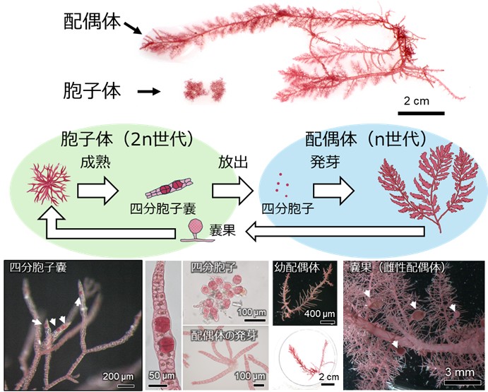 カギケノリ配偶体を用いた海面養殖用種苗の生産技術を開発 ―牛のげっぷ由来メタン削減に向けた飼料の安定生産に期待―
