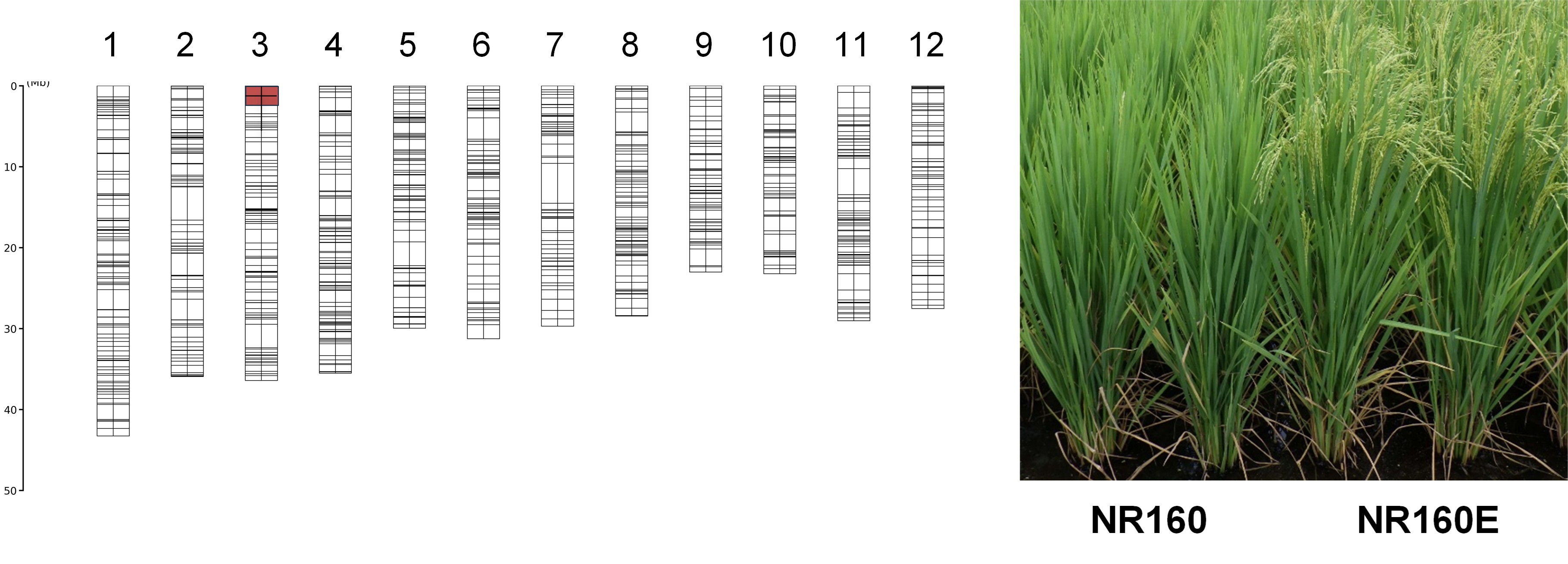 早生化により窒素利用効率と籾収量を高めたイネ系統を開発―長日条件の低〜標準窒素施肥下で原品種を上回る生産性―