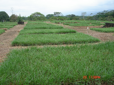 Biological Nitrification Inhibition (BNI) - Potential impacts on nitrogen-cycling in global agricultural systems image1