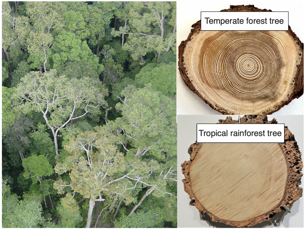 503 過去50年間の気候変動により熱帯雨林樹木の成長や水利用効率が変化した 国立研究開発法人 国際農林水産業研究センター Jircas