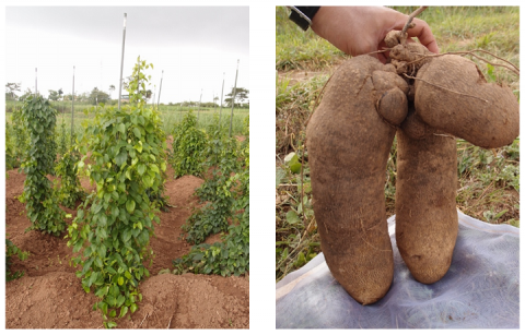 Fig. 1. Cultivation of Guinea yam in West Africa (left) and harvested tubers (right)