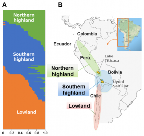 Fig. 1. Population structure of quinoa inbred lines based on SNP genotype data