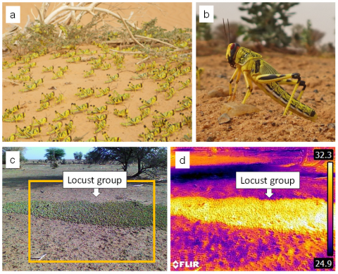Fig. 1. Behaviors of gregarious nymphs of the desert locust
