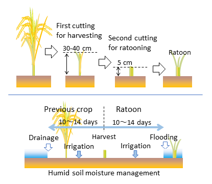 Fig. 1. Double cutting of stem and soil moisture management during the harvesting stages of the previous crop, which are  unique features of Indonesia’s perennial rice cropping system (SALIBU)
