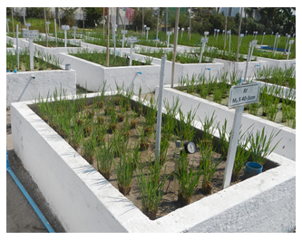 Fig. 2. Cultivation trial using concrete tanks (L 1.8 m × W 0.9 m × D 0.4 m) in a split-plot design, comprising a total of 24 plots (2 cutting, 3 moisture and 4 replications)