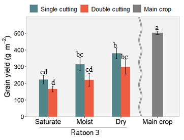 Fig. 4. Effect of cutting times and soil moisture regimes on the grain yield of ratoon, shown by comparing the 3rd ratoon with the main crop