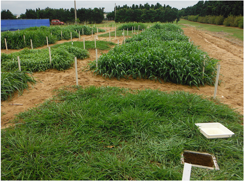 Fig. 1. Picture of field experiment