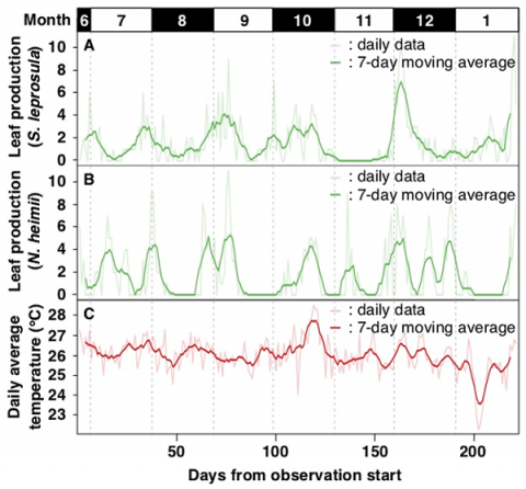 Fig. 2. Daily leaf production and temperature data obtained by the observation system