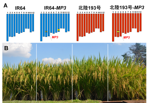 国内最多収品種「北陸193号」の収量性をさらに高めた次世代イネ系統を開発～高温・低肥料環境での増収・安定生産に貢献～