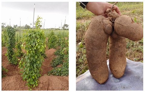 図1 西アフリカにおけるヤムの栽培（左）と収穫したイモ（右）