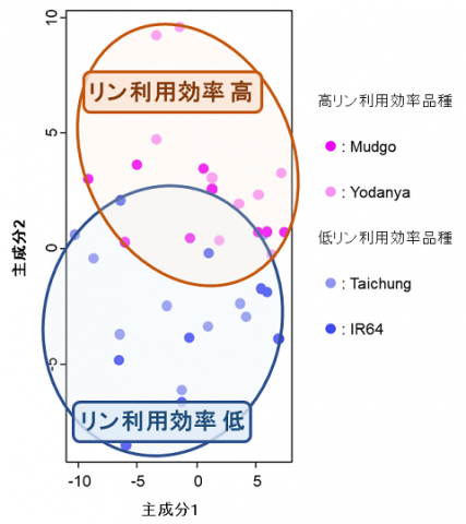 図1 リン利用効率の対照的な品種における代謝物プロファイル