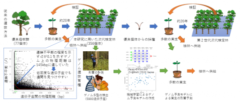 図1 本研究に用いた次代検定林の遺伝的性質とゲノム選抜育種を用いた場合の工程