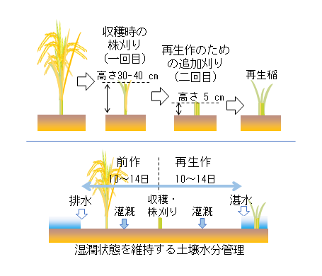 図1 インドネシア多年生稲栽培(SALIBU)における特徴的な栽培管理である株二回刈りと前作収穫前後の土壌水分管理