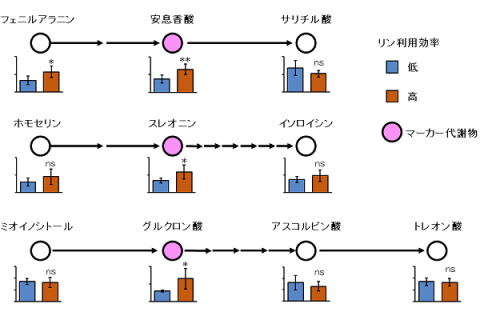 図2 マーカー代謝物の例とそれらが関わる代謝経路