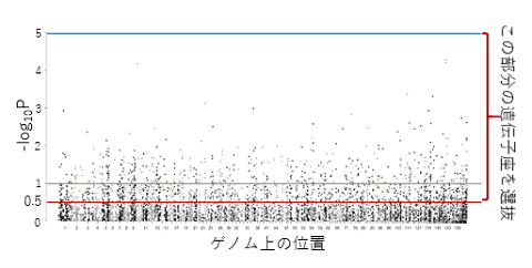 図2 間伐後の樹高に対する各遺伝子座との連関を表すマンハッタンプロット