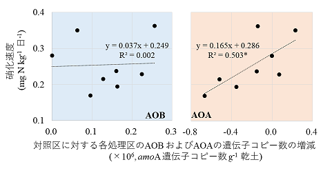 図3 ブラキアリア栽培によるAOBおよびAOAの増減量と硝化速度の関係