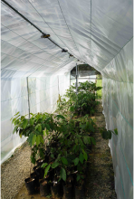 Fig. 1. Leaf production observation system using time-lapse digital cameras