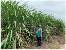Fig. 2. Sugarcane in the verification test field for 1st propagation