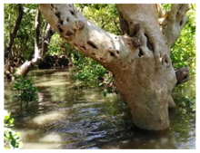 Fig. 1. Mangroves inundated with brackish water