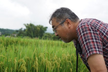 水田での生育観察をする小原プロジェクトリーダー