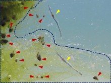 図1 放流直後のウシエビ（全長約9mm）（黄矢印）とジュズモ（紺枠）・ミズゴマツボ（赤矢印）