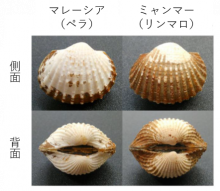 図1 ハイガイ(Tegillarca granosa）の産地による形態の違い