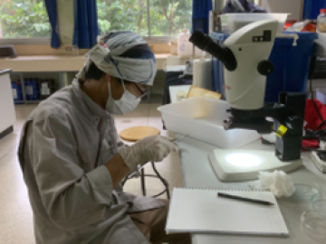 標本観察中の齋藤研究員