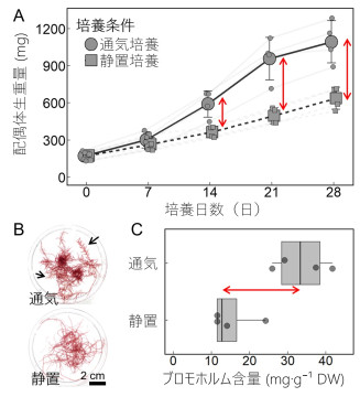 カギケノリ配偶体の効率的な育成方法
