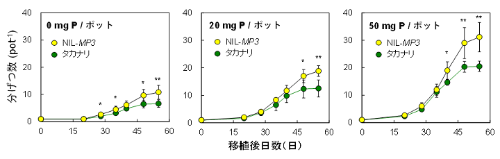 図1 養分欠乏土壌を用いたリン施用ポット試験でのタカナリとNIL-MP3の分げつ数の推移