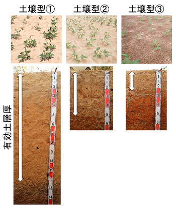 図1 スーダンサバンナで優占する3つの土壌型
