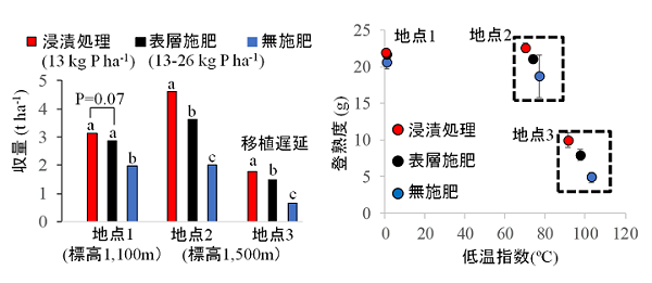 図4 リン浸漬処理の増収効果（左）と生育日数短縮による低温ストレスの回避効果（右）