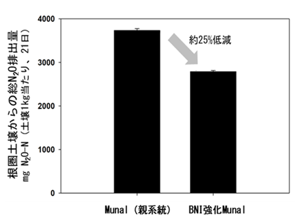 少ない窒素肥料で高い生産性を示す生物的硝化抑制(BNI)強化 少ない窒素肥料で高い生産性を示す生物的硝化抑制(BNI)強化
