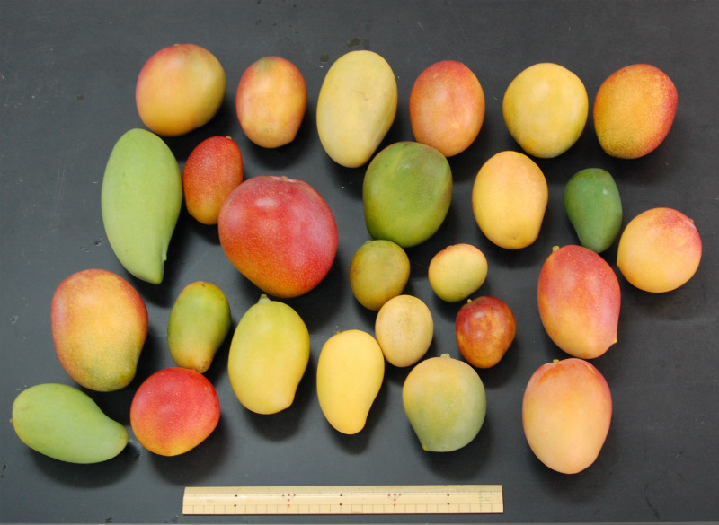 様々な品種のマンゴー